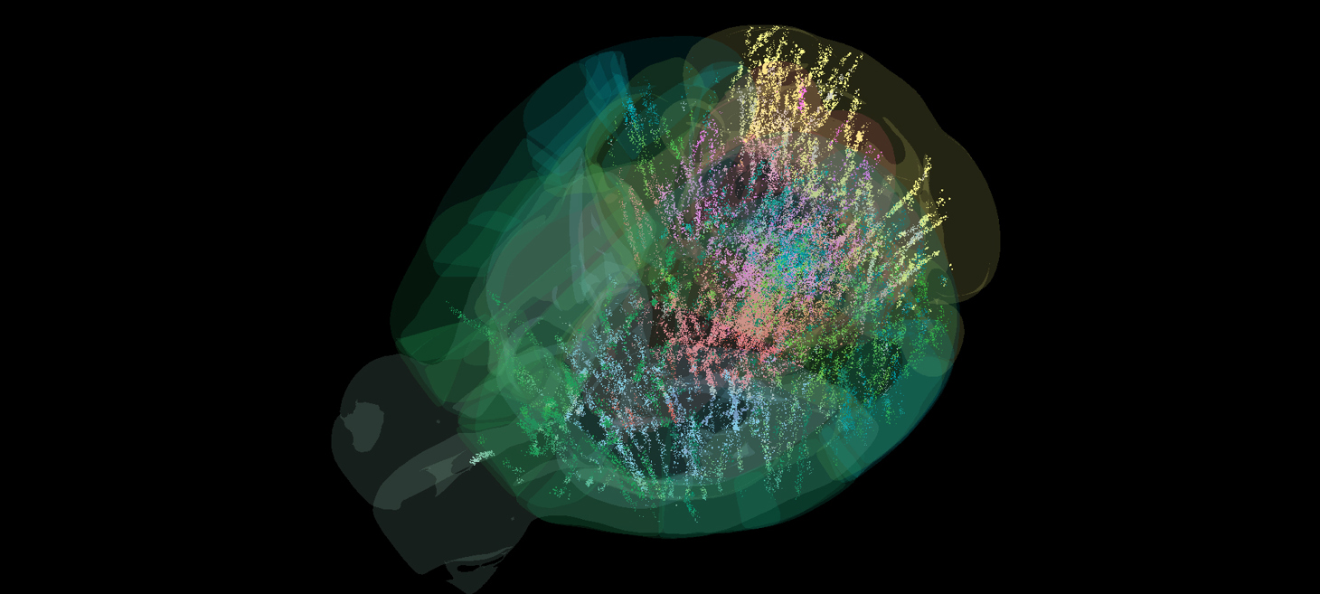 Map of 600,000 brain cells rewrites the textbook on how the brain makes decisions